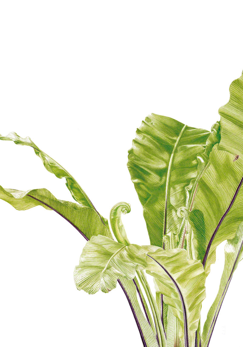 Asplenium nidus - watercolour on Fabriano 5