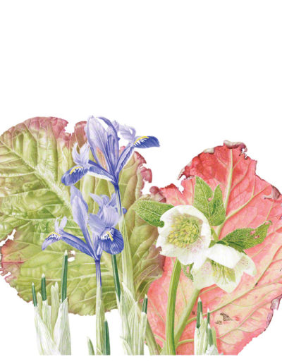 Bergenia, Hellebore & Iris gathering - watercolour