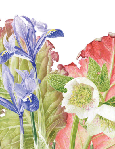 Bergenia, Hellebore & Iris gathering - watercolour 2015