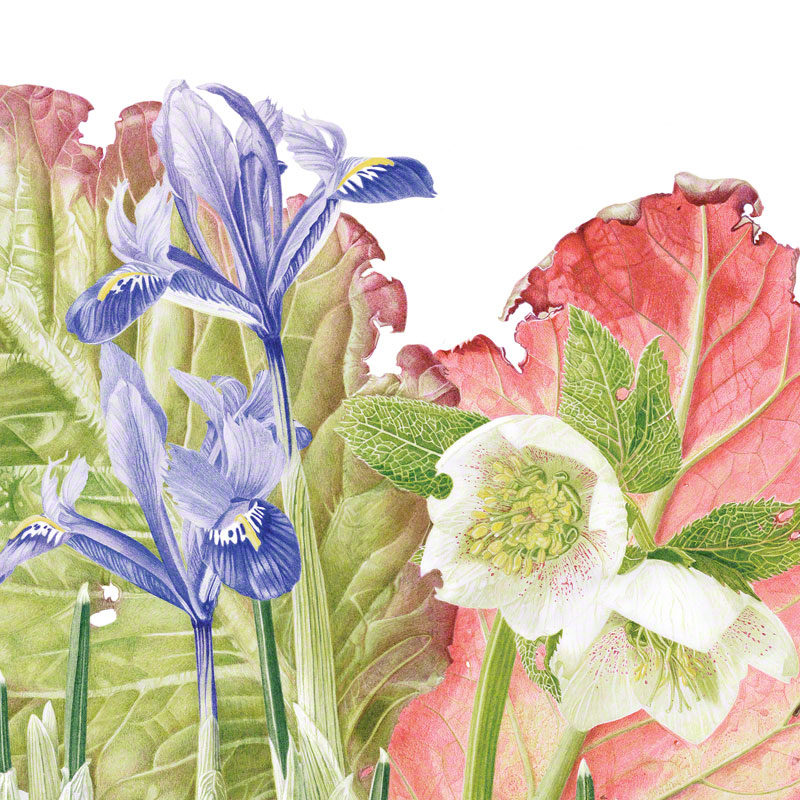 Bergenia, Hellebore & Iris gathering - watercolour 2015