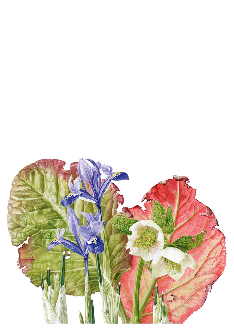 Berginia, Hellebore and Iris gathering