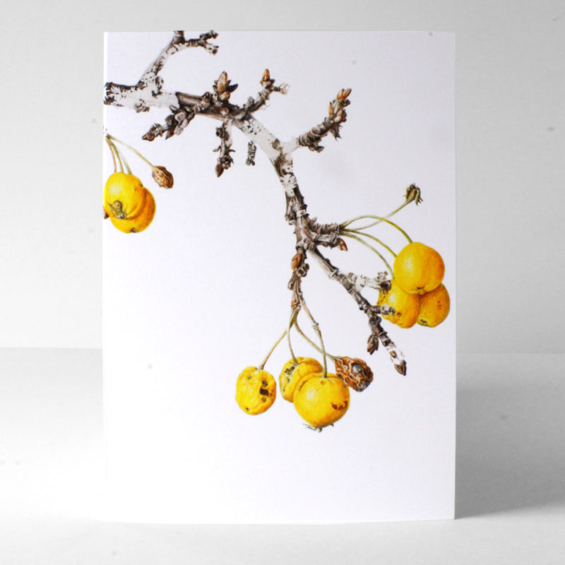 A6 greetings card - reproduced from a botanical watercolour painting, Golden Hornet Crab apple