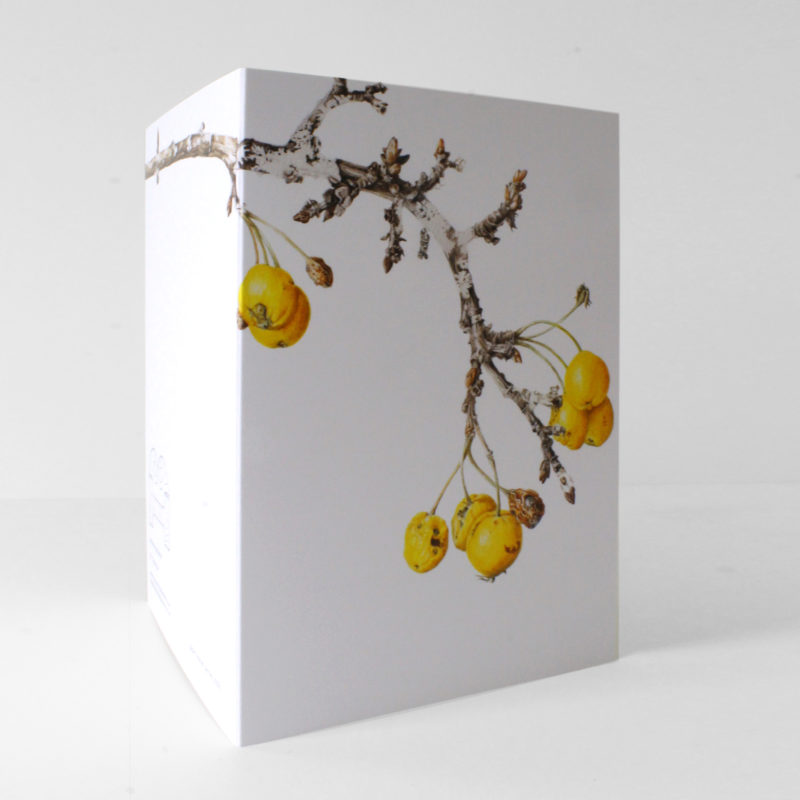 A6 greetings card - reproduced from a botanical watercolour painting, Golden Hornet Crab apple