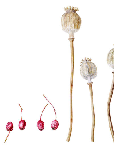 Hawthorn & poppy seedheads - watercolour