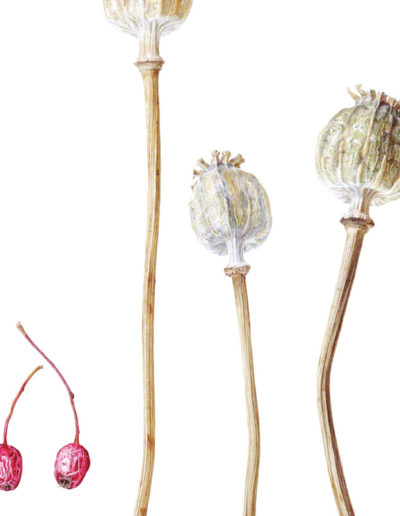 Hawthorn & poppy seedheads - watercolour