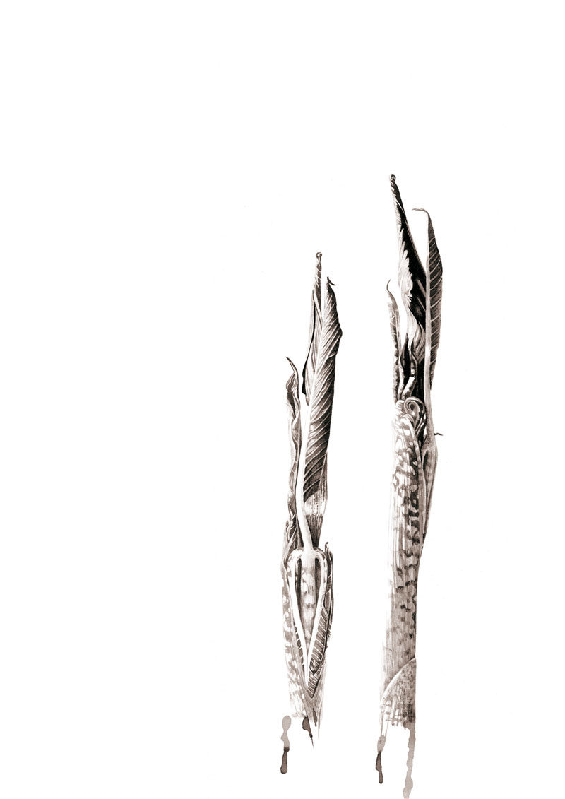 ink shoots - Arisaema galeiforme Serizawa - ink - SOLD Prints available