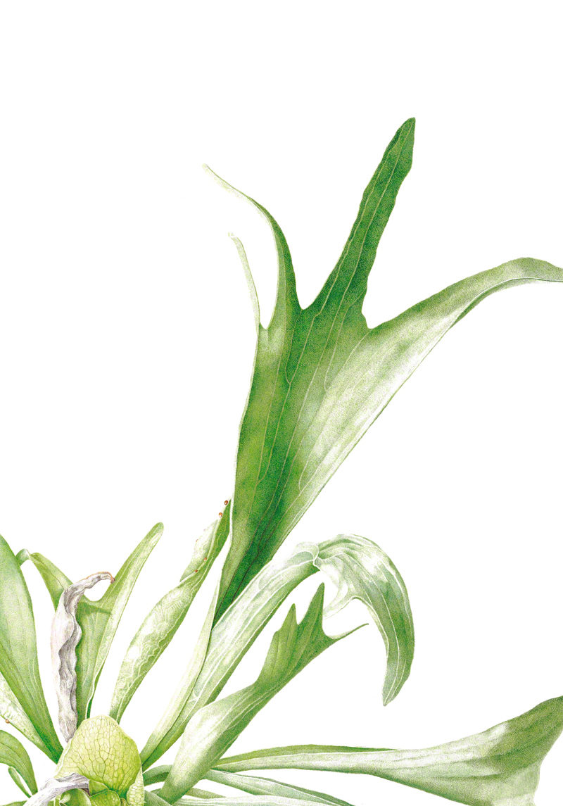 Platycerium sp. - watercolour on Fabriano 5