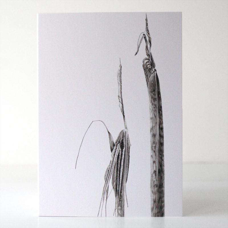 greetings card - Ink shoots - Arisaema consanguineum