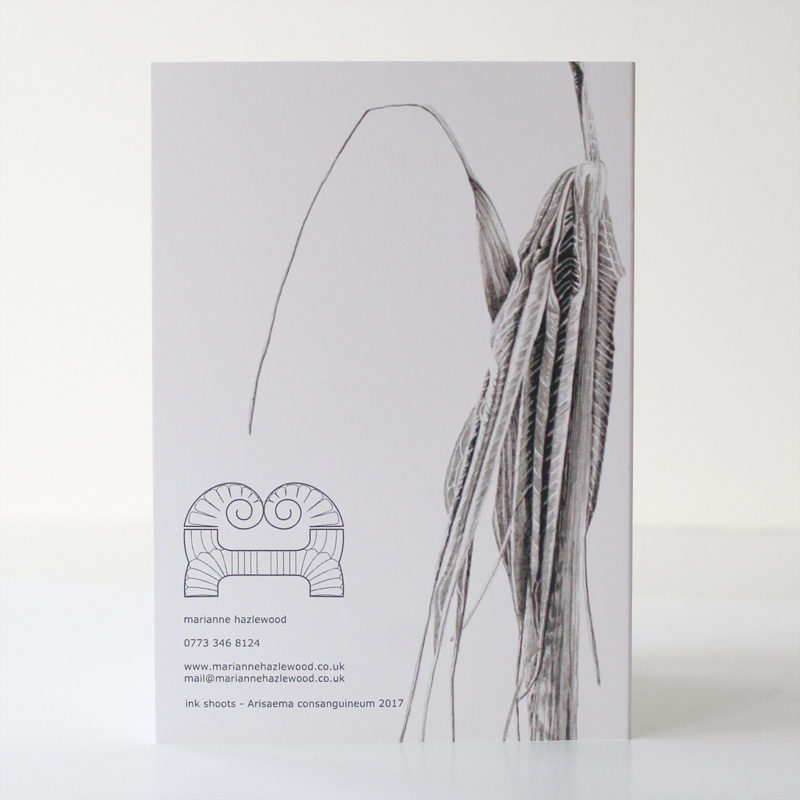 greetings card - Ink shoots - Arisaema consanguineum - Image 3