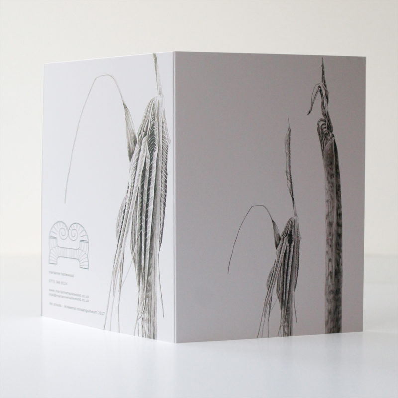 greetings card - Ink shoots - Arisaema consanguineum - Image 2