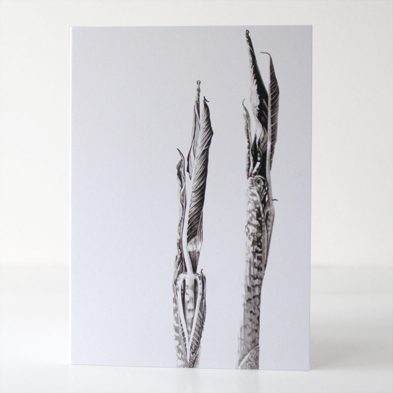 greetings card - Ink shoots - Arisaema galeiforme Serizawa