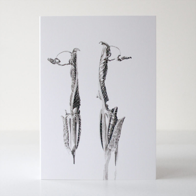 greetings card - Ink shoots - Arisaema intermedium