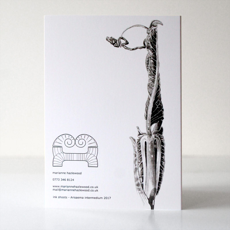 greetings card - Ink shoots - Arisaema intermedium - Image 2