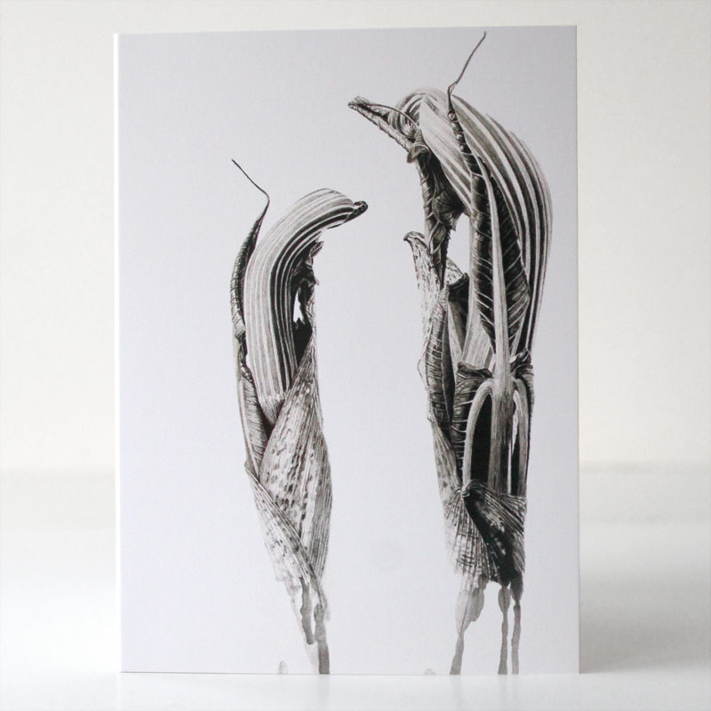 greetings card - Ink shoots - Arisaema ringens