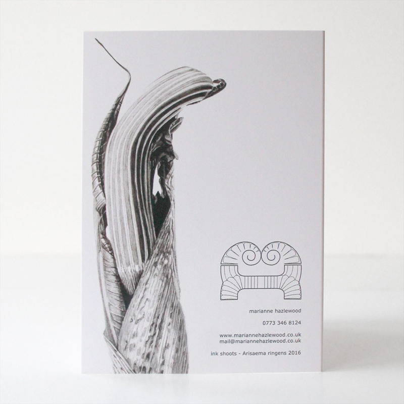 greetings card - Ink shoots - Arisaema ringens - Image 3