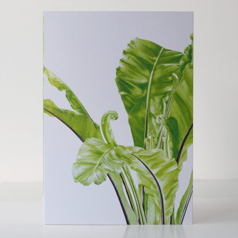 A6 greetings card - reproduced from a botanical watercolour painting, Asplenium nidus