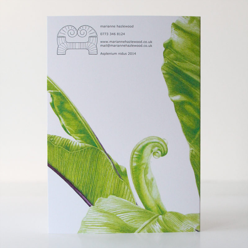 A6 greetings card - reproduced from a botanical watercolour painting, Asplenium nidus