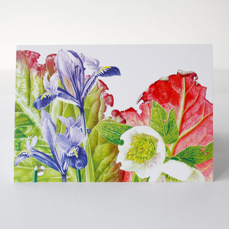 greetings card - Bergenia, Hellebore & Iris gathering - crop