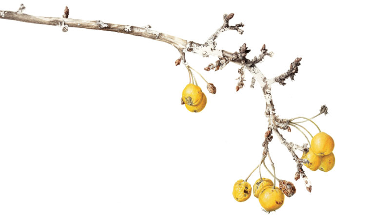 Golden Hornet crabapples - watercolour - crop - SOLD Prints available