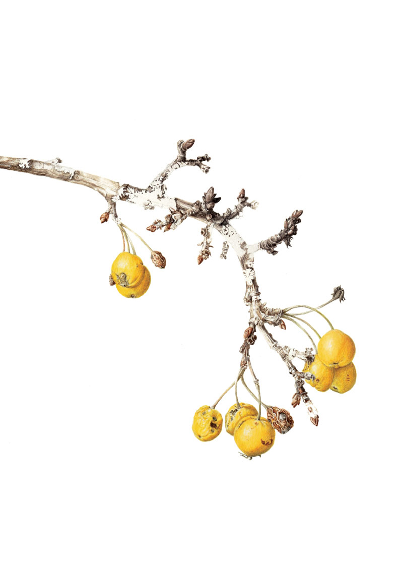Golden Hornet crab apples - limited edition giclee print