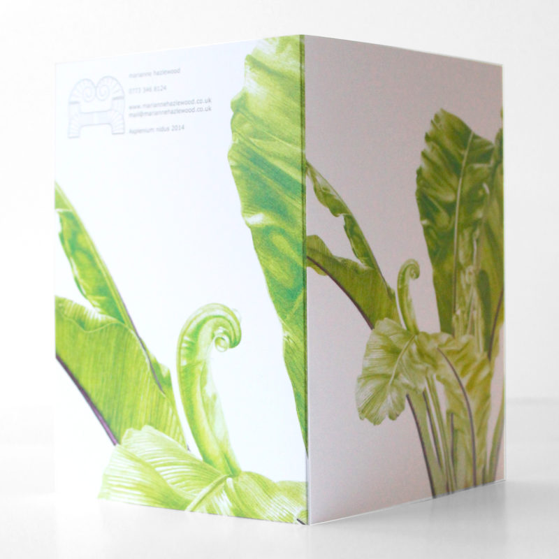 A6 greetings card - reproduced from a botanical watercolour painting, Asplenium nidus