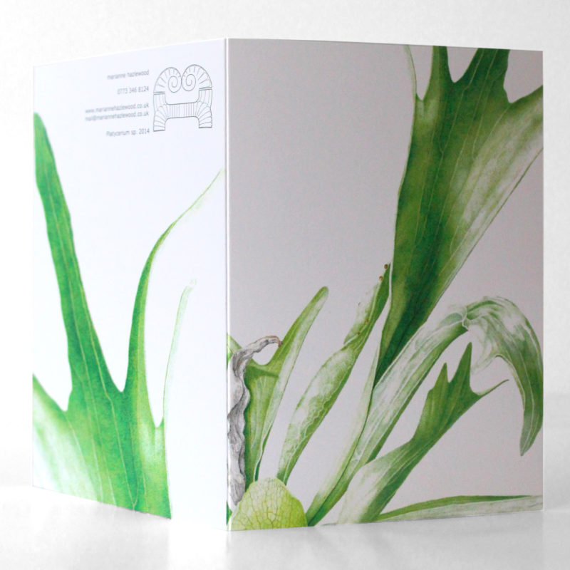 A6 greetings card - reproduced from a botanical watercolour painting, Staghorn sp.