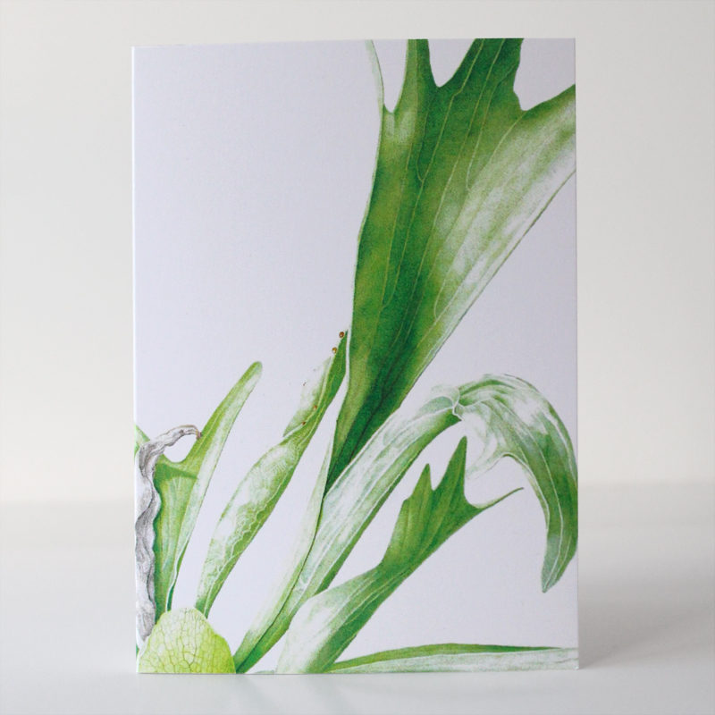 A6 greetings card - reproduced from a botanical watercolour painting, Staghorn sp.