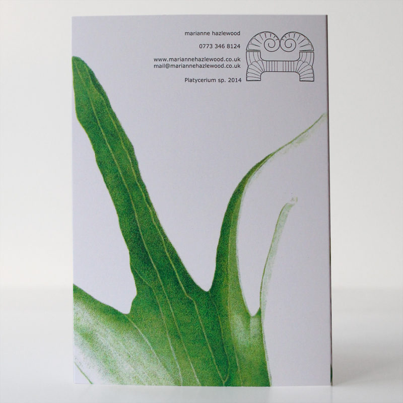 A6 greetings card - reproduced from a botanical watercolour painting, Staghorn sp.