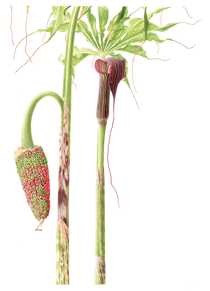 Arisaema consanguineum - watercolour on Fabriano 5