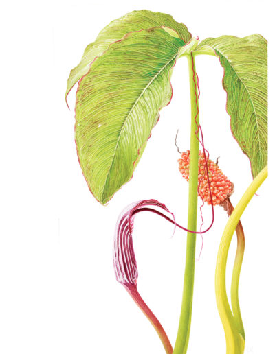 Arisaema costatum - watercolour on Fabriano 5