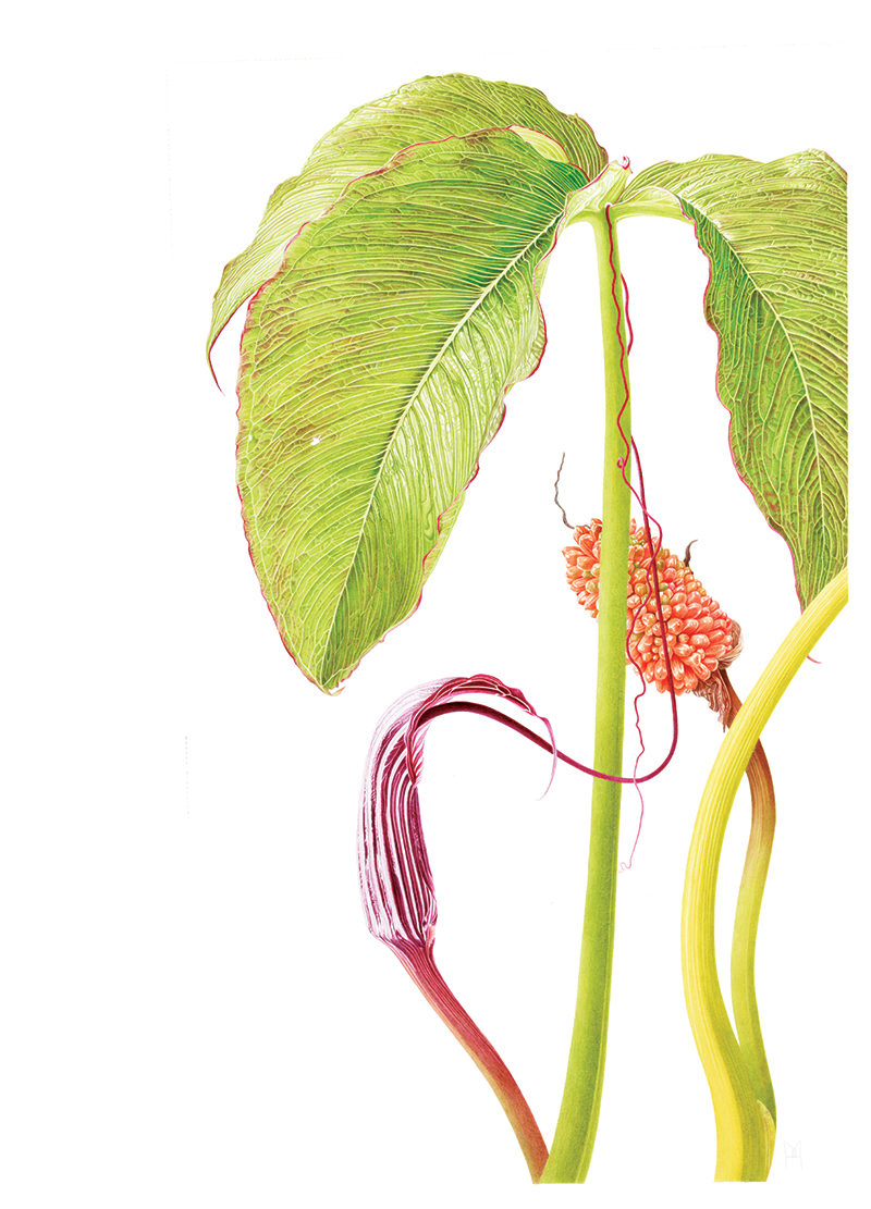 Arisaema costatum - watercolour on Fabriano 5