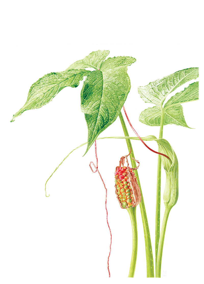 Arisaema intermedium - watercolour on Fabriano 5