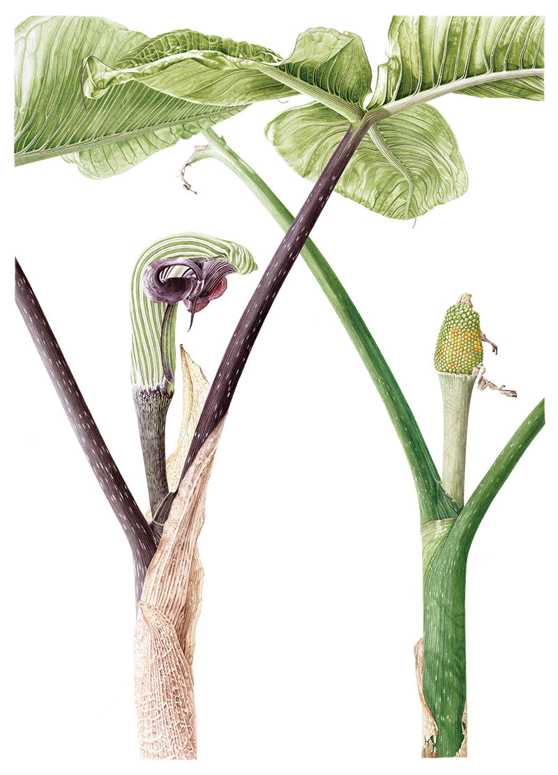 Arisaema ringens - watercolour on Fabriano 5