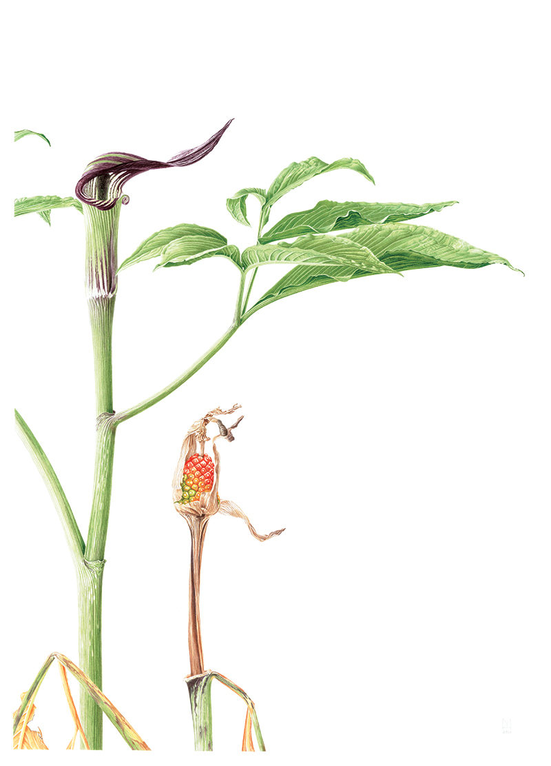 Arisaema galeiforme Serizawa - watercolour on Fabriano 5