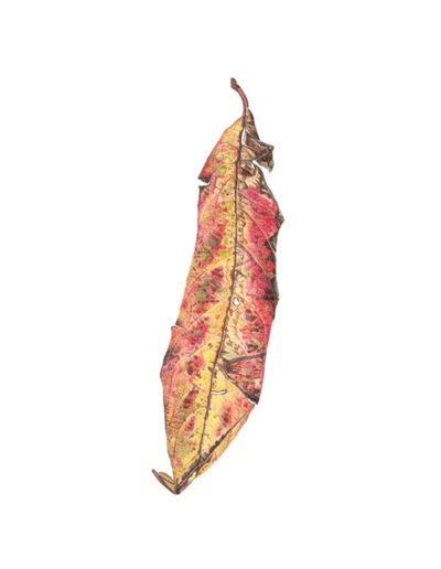 Leaf - colour pencil