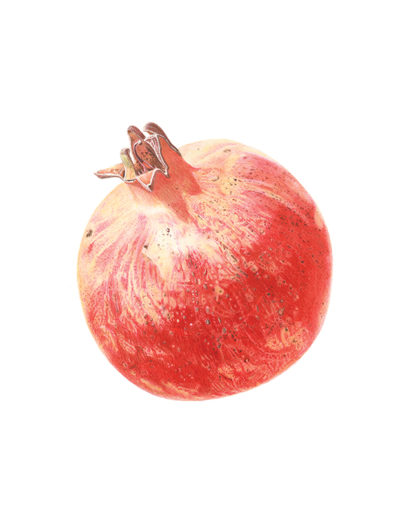 Pomegranate - watercolour on Fabriano 5 - SOLD Prints available