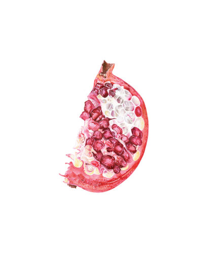 Pomegranate Slice - watercolour