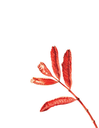 Sorbus - watercolour