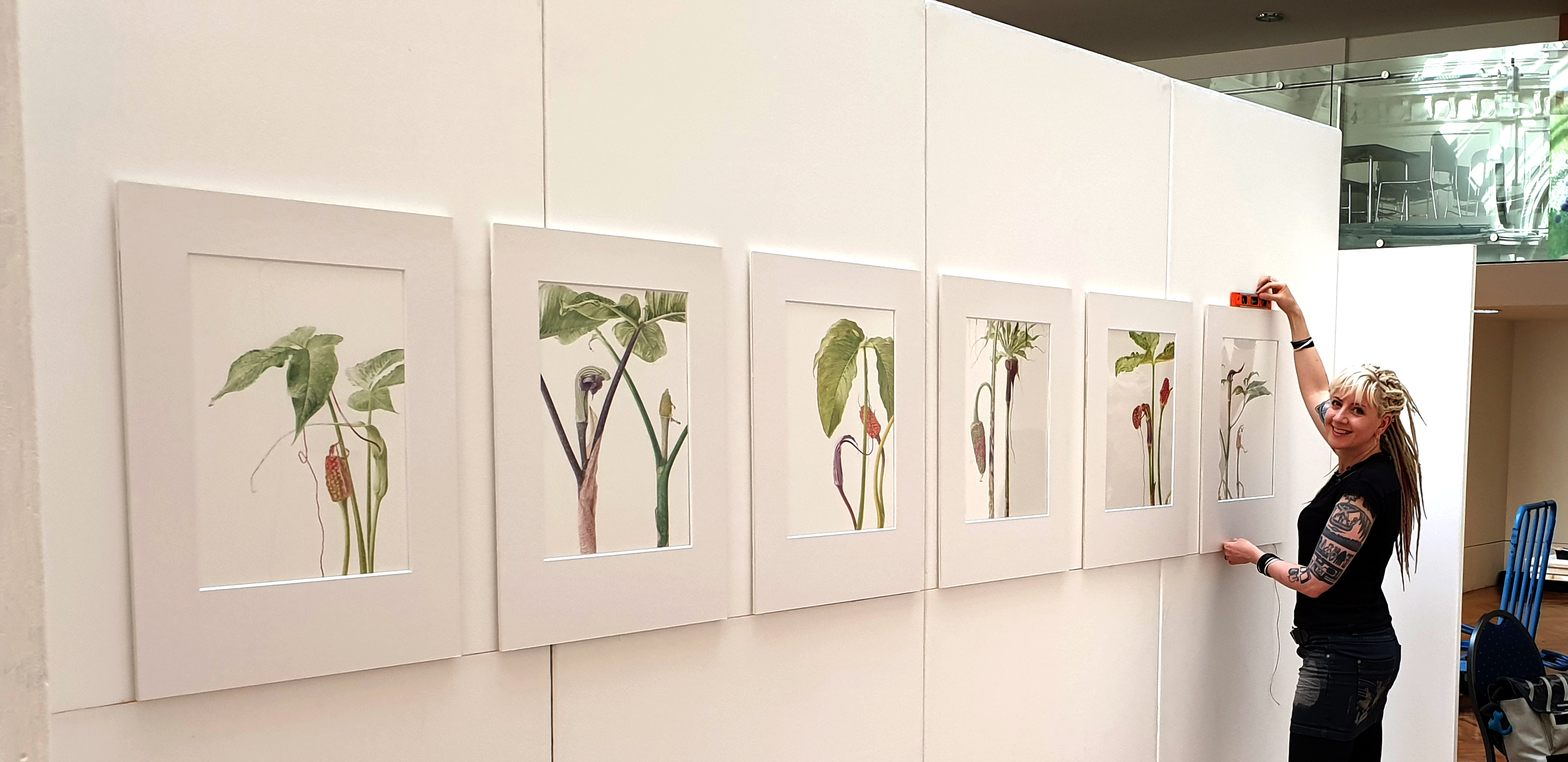Marianne Hazlewood - hanging her Arisaema watercolour series at the RHS 2019