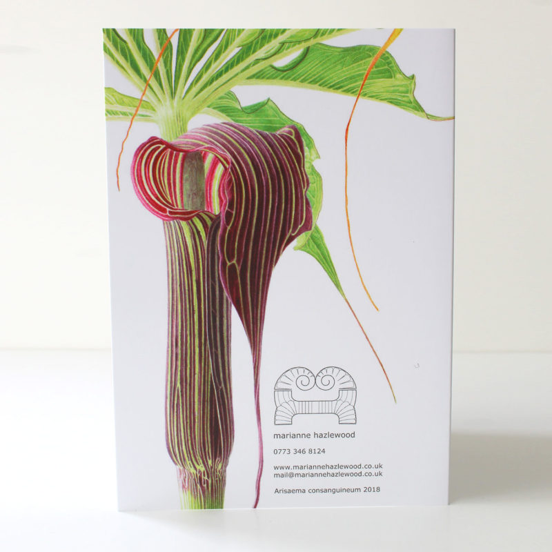 Arisaema consanguineum card