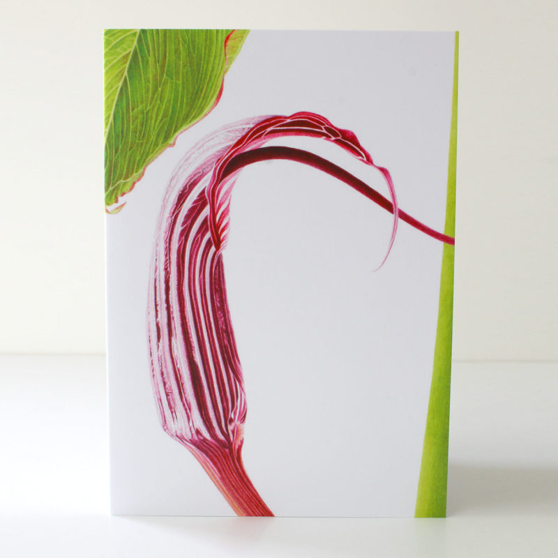 Arisaema costatum card