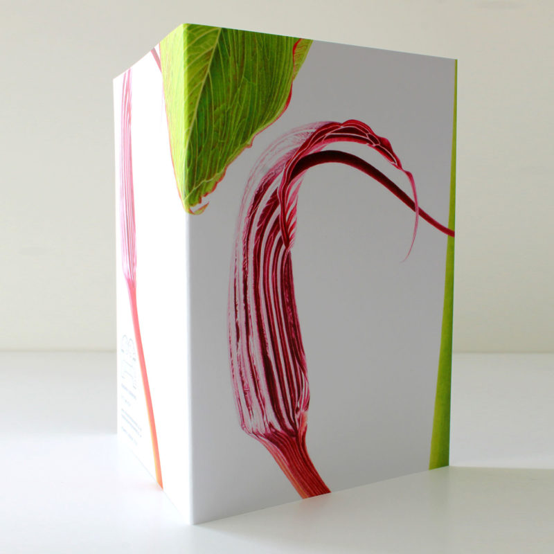 Arisaema costatum card