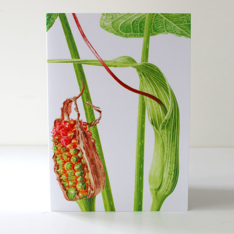 A6 greetings card - reproduced from an watercolour painting of Ariseama intermedium