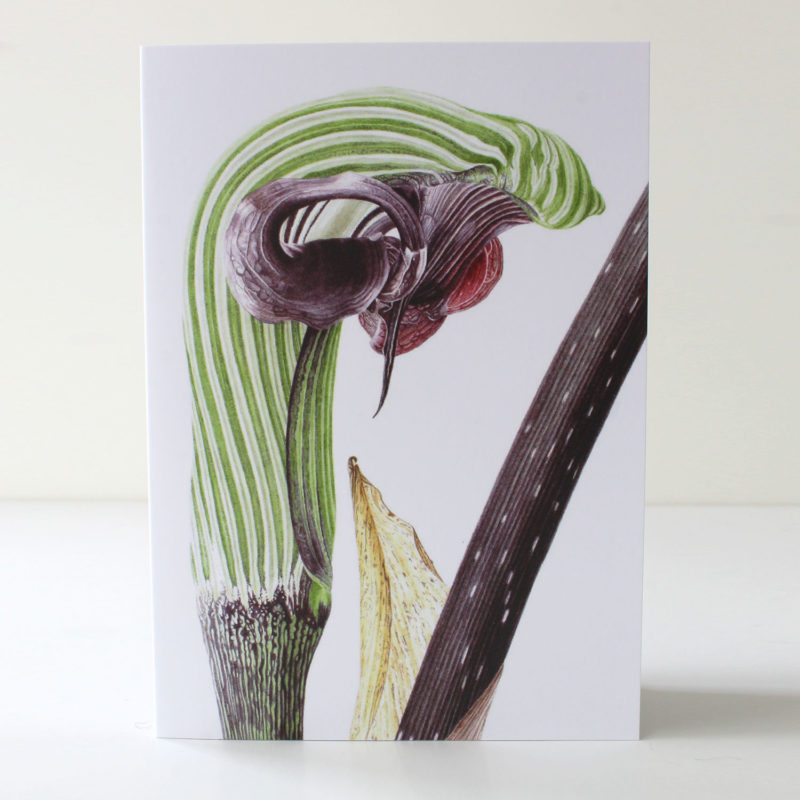 A6 greetings card - reproduced from a botanical watercolour painting, Arisaema ringens