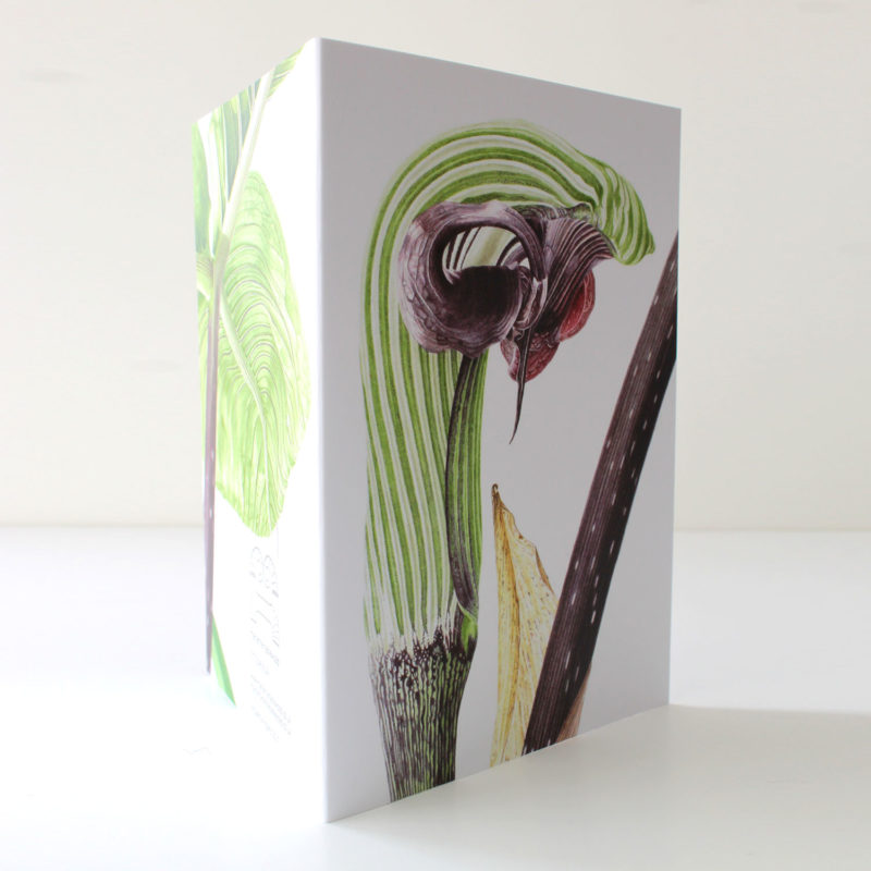 A6 greetings card - reproduced from a botanical watercolour painting, Arisaema ringens