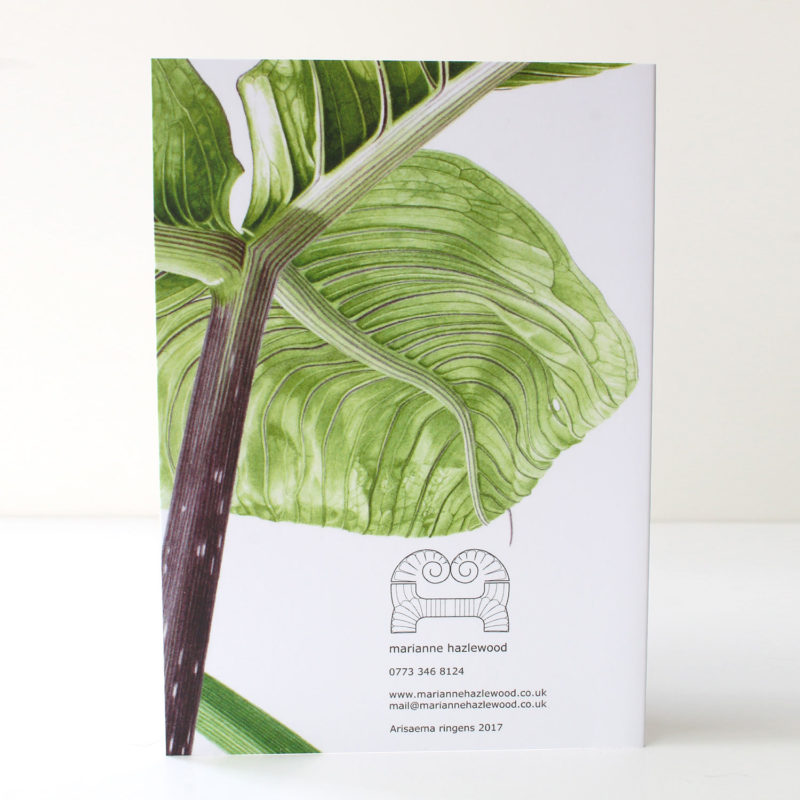 Arisaema A6 greetings card - reproduced from a botanical watercolour painting, Arisaema ringens ringens card