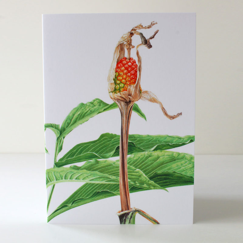 A6 greetings card - reproduced from an watercolour painting of Ariseama serratum