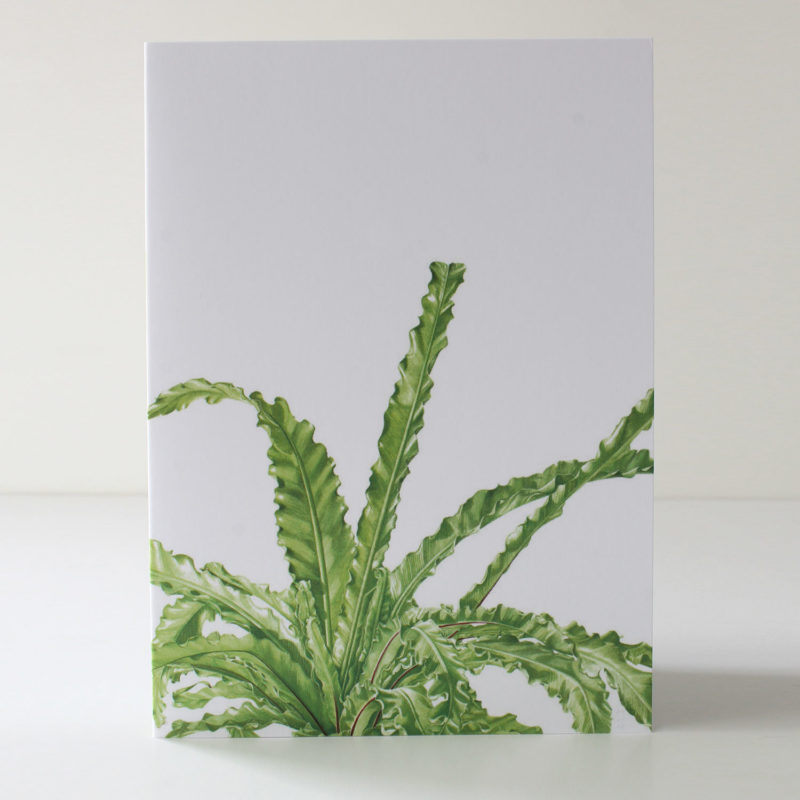 A6 greetings card - reproduced from a botanical watercolour painting, Asplenium antiqum Victoria