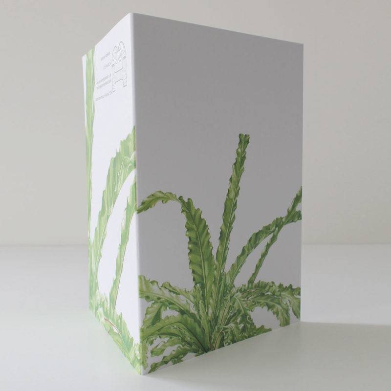 A6 greetings card - reproduced from a botanical watercolour painting, Asplenium antiqum Victoria