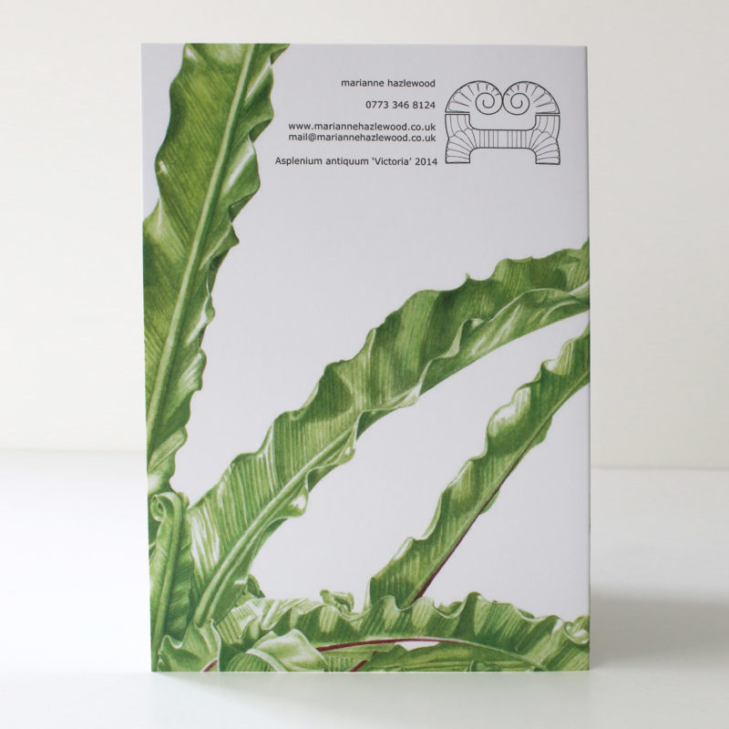 A6 greetings card - reproduced from a botanical watercolour painting, Asplenium antiqum Victoria